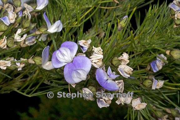 psoralea affinis 2 graphic